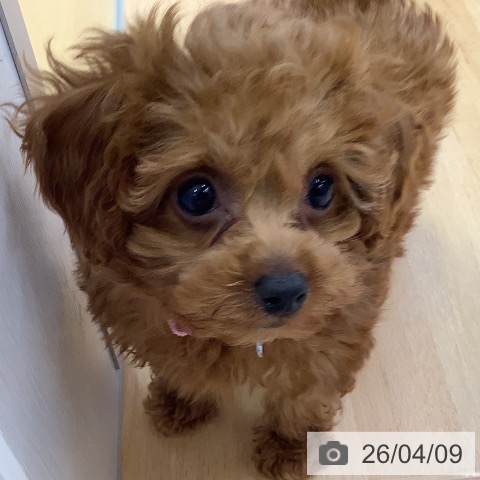 埼玉県のトイプードル(トイ) (ペットプラス 羽生店/2026年1月31日生まれ/女の子/レッド)の子犬の4枚目の画像