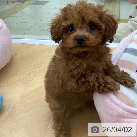 トイ・プードルの写真