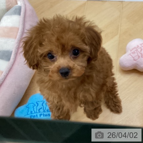 トイ・プードルの写真