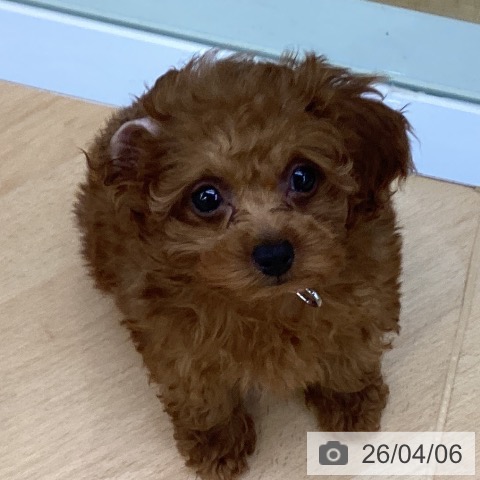 埼玉県のトイプードル(トイ) (ペットプラス 羽生店/2026年1月31日生まれ/女の子/レッド)の子犬の3枚目の画像