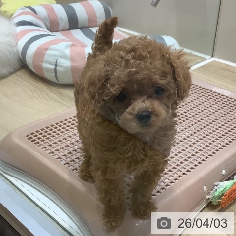 埼玉県のトイプードル(トイ) (ペットプラス ららぽーと新三郷店/2026年1月30日生まれ/男の子/アプリコット)の子犬の3枚目の画像