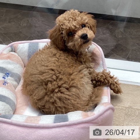 神奈川県のトイプードル(トイ) (ペットプラス 座間店/2026年1月30日生まれ/男の子/クリーム)の子犬の4枚目の画像