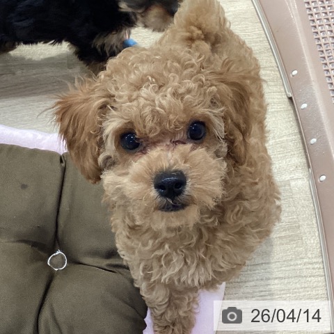 神奈川県のトイプードル(トイ) (ペットプラス 座間店/2026年1月30日生まれ/男の子/クリーム)の子犬の3枚目の画像