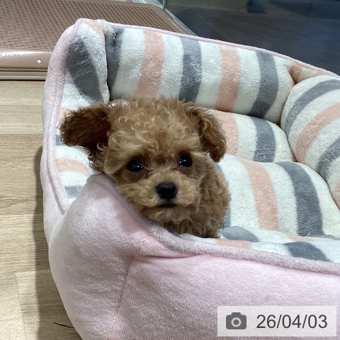 茨城県のトイプードル(トイ) (ペットプラス つくば店/2026年1月30日生まれ/男の子/クリーム)の子犬の4枚目の画像