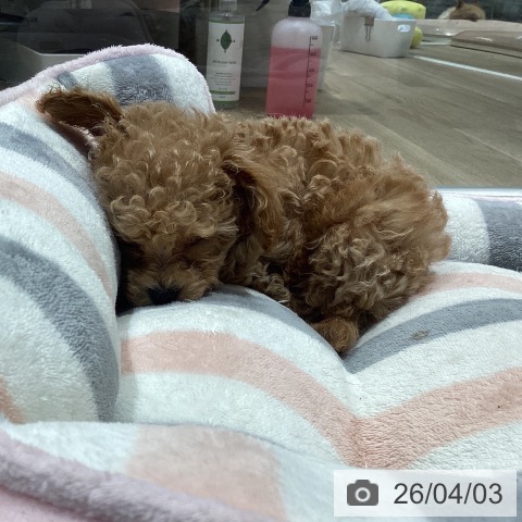 茨城県のトイプードル(トイ) (ペットプラス つくば店/2026年1月30日生まれ/男の子/クリーム)の子犬の3枚目の画像