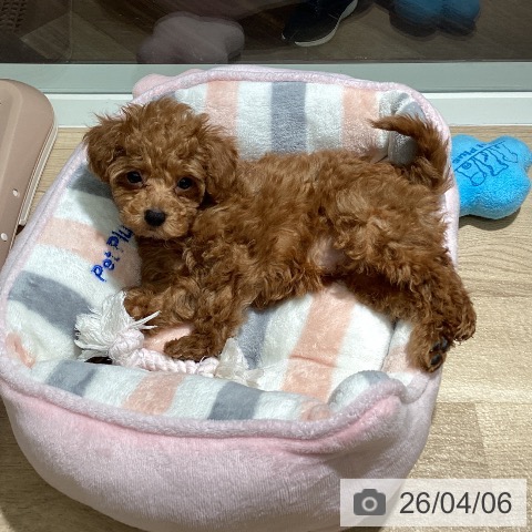 埼玉県のトイプードル(トイ) (ペットプラス イオンモール春日部店/2026年1月31日生まれ/男の子/レッド)の子犬の4枚目の画像