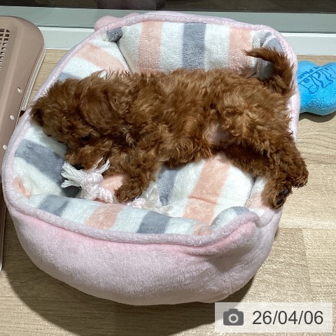 埼玉県のトイプードル(トイ) (ペットプラス イオンモール春日部店/2026年1月31日生まれ/男の子/レッド)の子犬の3枚目の画像