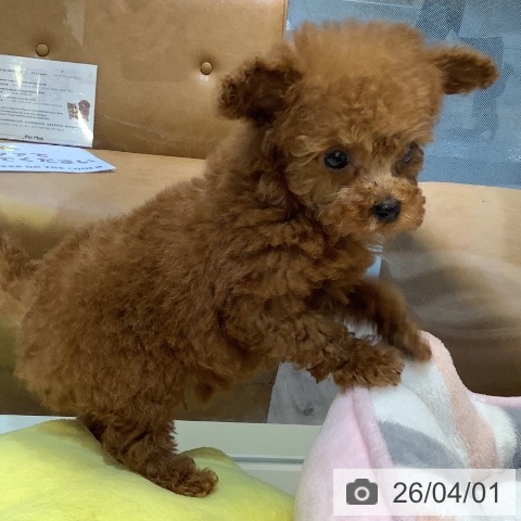 埼玉県のトイプードル(トイ) (ペットプラス クレアモール川越店/2026年1月31日生まれ/男の子/レッド)の子犬の4枚目の画像