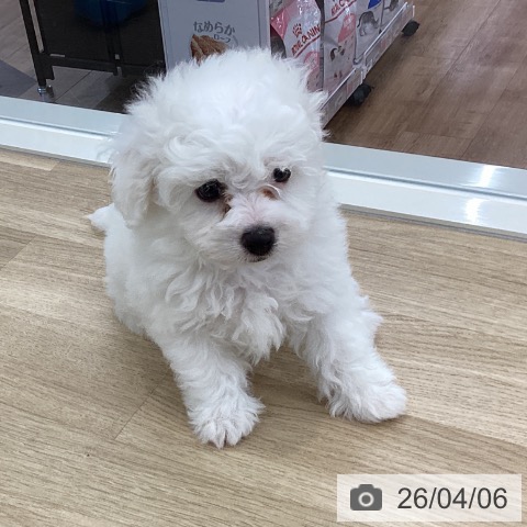 山梨県のビションフリーゼ (ペットプラス 甲府国母店/2026年1月30日生まれ/男の子/ホワイト)の子犬の4枚目の画像