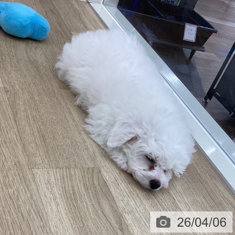 山梨県のビションフリーゼ (ペットプラス 甲府国母店/2026年1月30日生まれ/男の子/ホワイト)の子犬の3枚目の画像