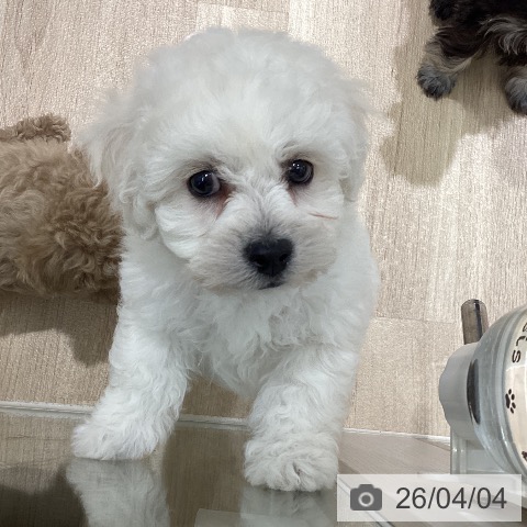 ビション・フリーゼの写真