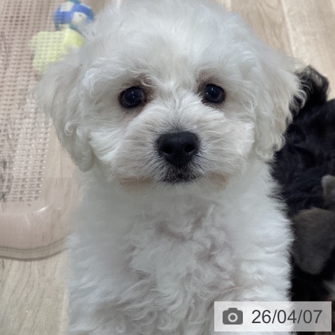 宮城県のビションフリーゼ (ペットプラス 仙台上杉店/2026年1月30日生まれ/男の子/ホワイト)の子犬の3枚目の画像