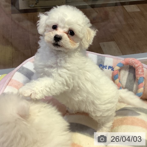 長野県のビションフリーゼ (ペットプラス 長野店/2026年1月30日生まれ/男の子/ホワイト)の子犬の4枚目の画像