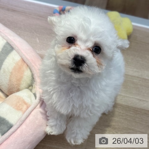 長野県のビションフリーゼ (ペットプラス 長野店/2026年1月30日生まれ/男の子/ホワイト)の子犬の3枚目の画像