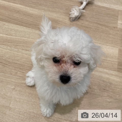 東京都のビションフリーゼ (ペットプラス 大井町トラックス店/2026年1月30日生まれ/女の子/ホワイト)の子犬の3枚目の画像