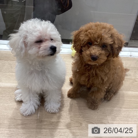 神奈川県のビションフリーゼ (ペットプラス 座間店/2026年1月30日生まれ/女の子/ホワイト)の子犬の4枚目の画像