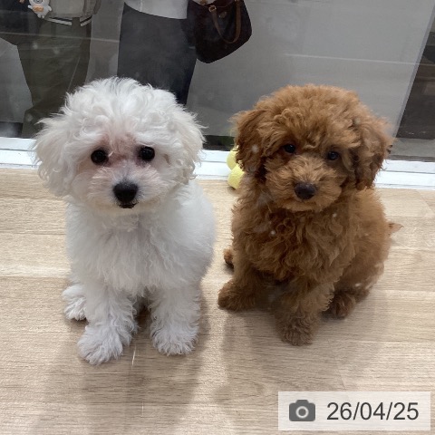 神奈川県のビションフリーゼ (ペットプラス 座間店/2026年1月30日生まれ/女の子/ホワイト)の子犬の3枚目の画像