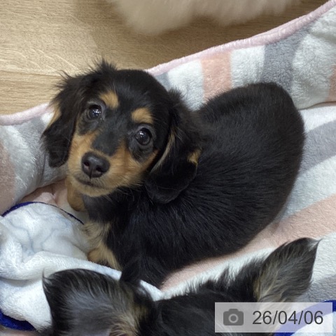 長野県のカニンヘンダックスフンド(ロング) (ペットプラス 須坂店/2026年1月31日生まれ/男の子/ブラックタン)の子犬の4枚目の画像