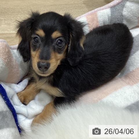 長野県のカニンヘンダックスフンド(ロング) (ペットプラス 須坂店/2026年1月31日生まれ/男の子/ブラックタン)の子犬の3枚目の画像