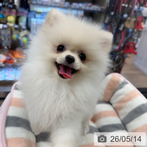 ポメラニアンの写真