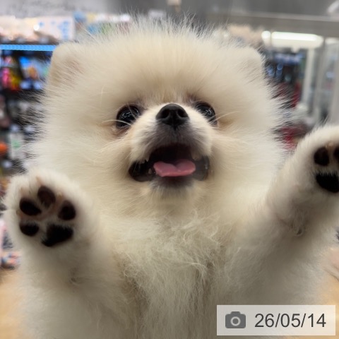 ポメラニアンの写真