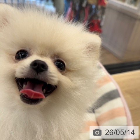ポメラニアンの写真