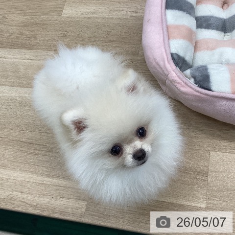 神奈川県のポメラニアン (ペットプラス 武蔵小杉店/2026年1月30日生まれ/女の子/クリーム)の子犬の4枚目の画像