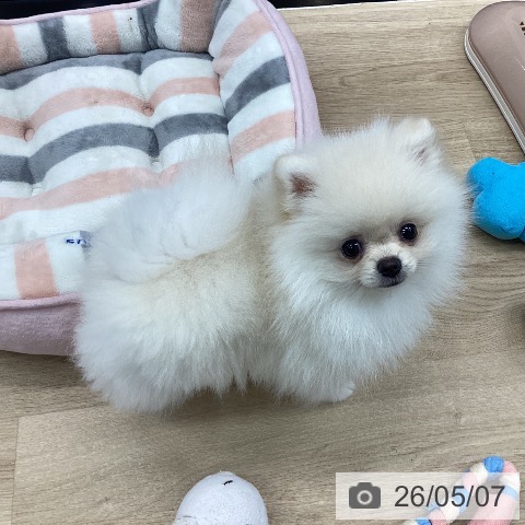 神奈川県のポメラニアン (ペットプラス 武蔵小杉店/2026年1月30日生まれ/女の子/クリーム)の子犬の3枚目の画像
