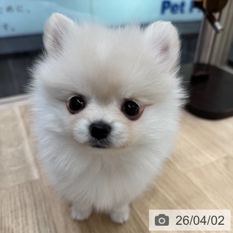 東京都のポメラニアン (ペットプラス アクアシティお台場店/2026年1月30日生まれ/女の子/クリームホワイト)の子犬の4枚目の画像