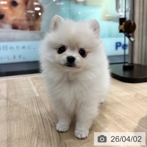 東京都のポメラニアン (ペットプラス アクアシティお台場店/2026年1月30日生まれ/女の子/クリームホワイト)の子犬の3枚目の画像