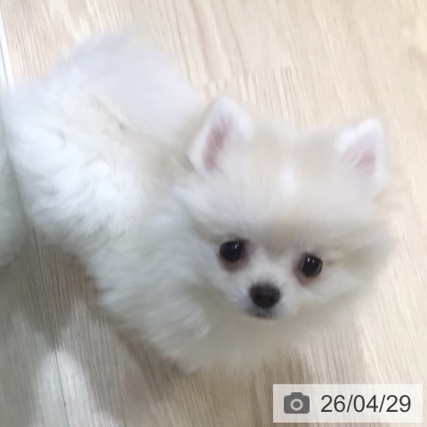 神奈川県のポメラニアン (ペットプラス 川崎ルフロン店/2026年1月30日生まれ/女の子/クリームホワイト)の子犬の3枚目の画像