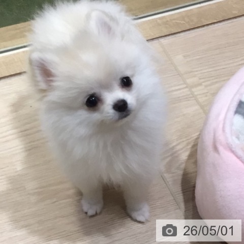神奈川県のポメラニアン (ペットプラス 川崎ルフロン店/2026年1月30日生まれ/女の子/クリームホワイト)の子犬の3枚目の画像