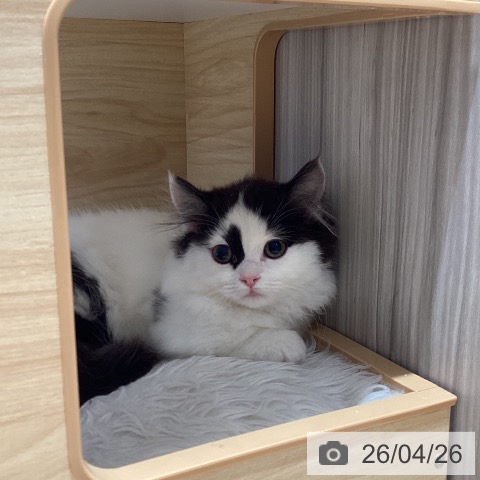 マンチカンの写真