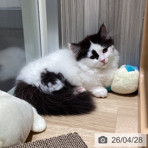 マンチカンの写真