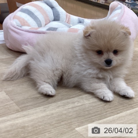 長野県のポメラニアン (ペットプラス 上田店/2026年1月30日生まれ/男の子/クリーム)の子犬の4枚目の画像