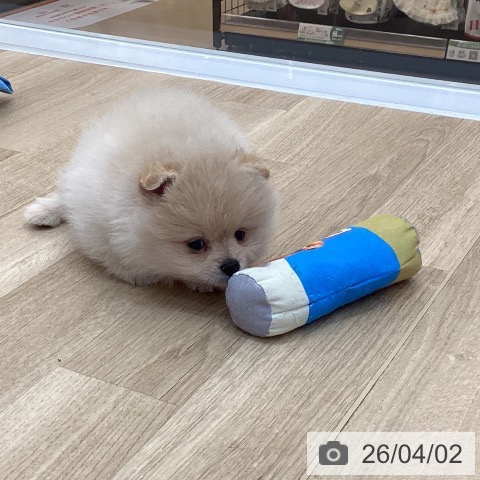長野県のポメラニアン (ペットプラス 上田店/2026年1月30日生まれ/男の子/クリーム)の子犬の3枚目の画像