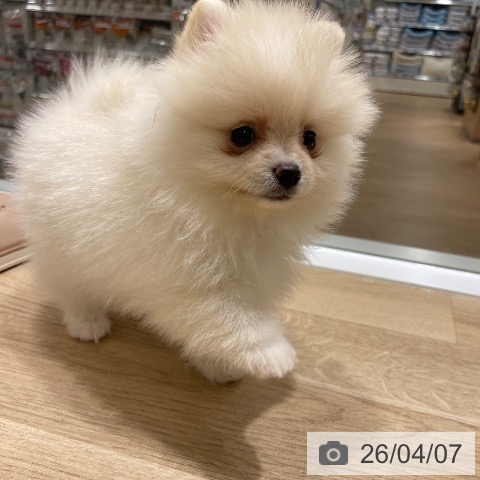 長野県のポメラニアン (ペットプラス 須坂店/2026年1月30日生まれ/女の子/クリーム)の子犬の4枚目の画像