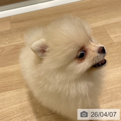 長野県のポメラニアン (ペットプラス 須坂店/2026年1月30日生まれ/女の子/クリーム)の子犬の3枚目の画像