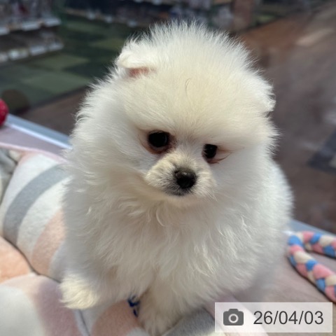 ポメラニアンの写真