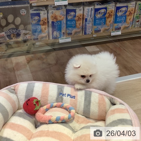 長野県のポメラニアン (ペットプラス 長野店/2026年1月31日生まれ/男の子/クリーム)の子犬の4枚目の画像