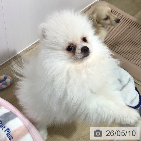 長野県のポメラニアン (ペットプラス 長野店/2026年1月31日生まれ/男の子/クリーム)の子犬の4枚目の画像