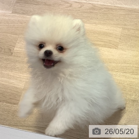 長野県のポメラニアン (ペットプラス 長野店/2026年1月31日生まれ/男の子/クリーム)の子犬の4枚目の画像