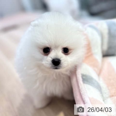 長野県のポメラニアン (ペットプラス 長野店/2026年1月31日生まれ/男の子/クリーム)の子犬の3枚目の画像