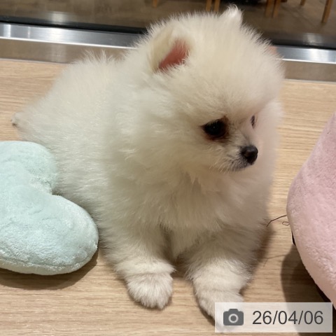 埼玉県のポメラニアン (ペットプラス コクーンシティ店/2026年1月31日生まれ/女の子/クリーム)の子犬の4枚目の画像