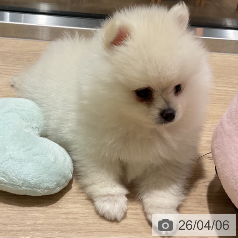 埼玉県のポメラニアン (ペットプラス コクーンシティ店/2026年1月31日生まれ/女の子/クリーム)の子犬の3枚目の画像