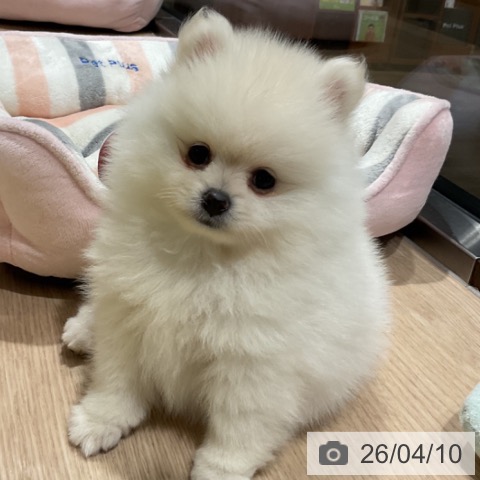 埼玉県のポメラニアン (ペットプラス コクーンシティ店/2026年1月31日生まれ/女の子/クリーム)の子犬の4枚目の画像