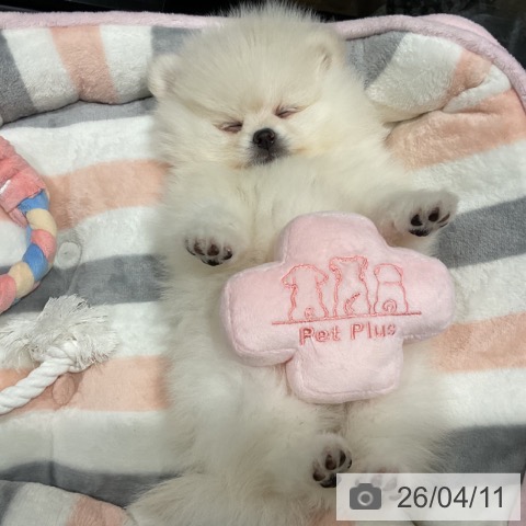 埼玉県のポメラニアン (ペットプラス コクーンシティ店/2026年1月31日生まれ/女の子/クリーム)の子犬の3枚目の画像