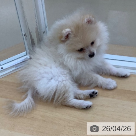 青森県のポメラニアン (ペットプラス 青森浜田店/2026年1月31日生まれ/男の子/クリーム)の子犬の4枚目の画像