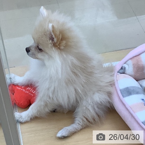 青森県のポメラニアン (ペットプラス 青森浜田店/2026年1月31日生まれ/男の子/クリーム)の子犬の4枚目の画像