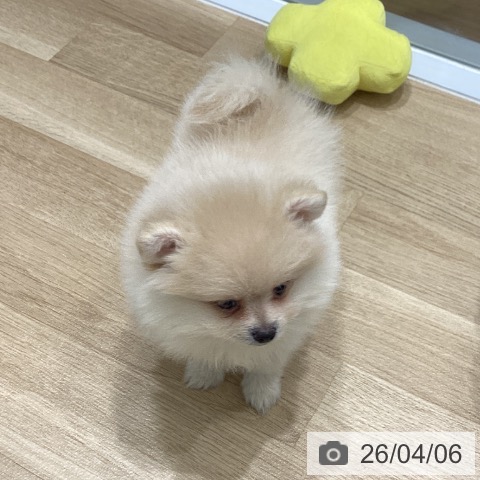 岩手県のポメラニアン (ペットプラス 盛岡南店/2026年1月31日生まれ/男の子/クリーム)の子犬の4枚目の画像